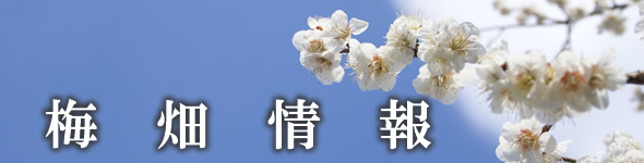梅畑情報
